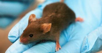 Brown lab mouse on blue gloved hand